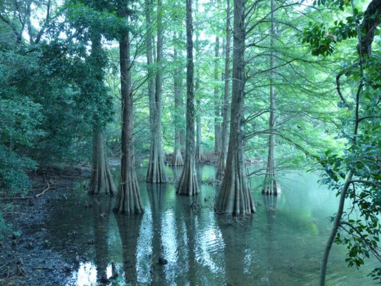 篠栗九大の森