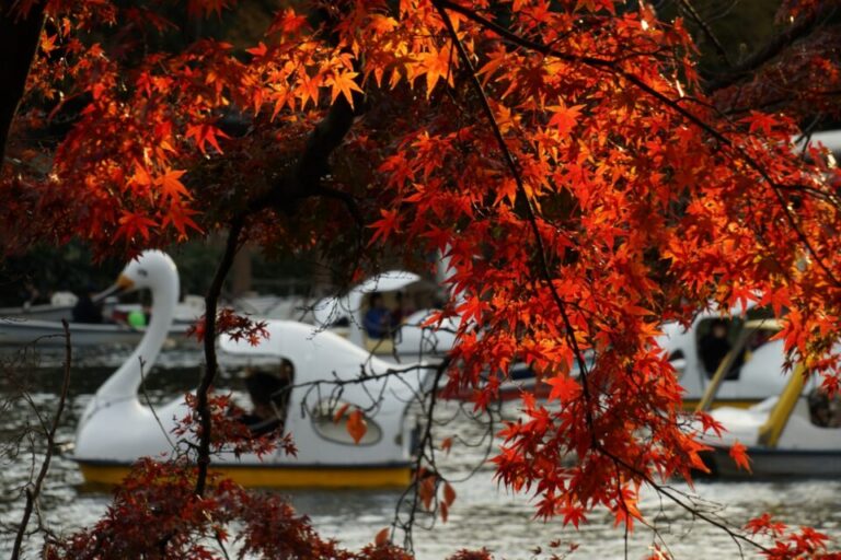 井の頭恩賜公園　紅葉