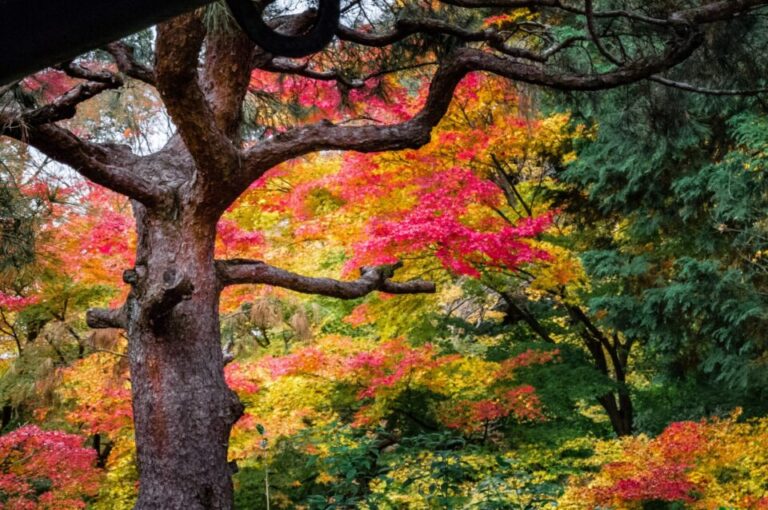 青蓮院　紅葉