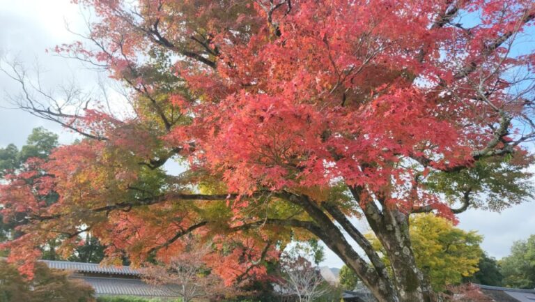 圓光寺　紅葉