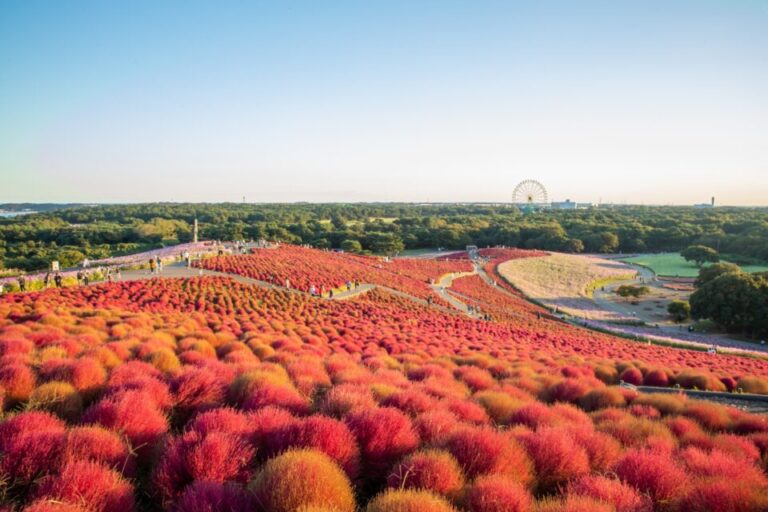 ひたち海浜公園　コキア