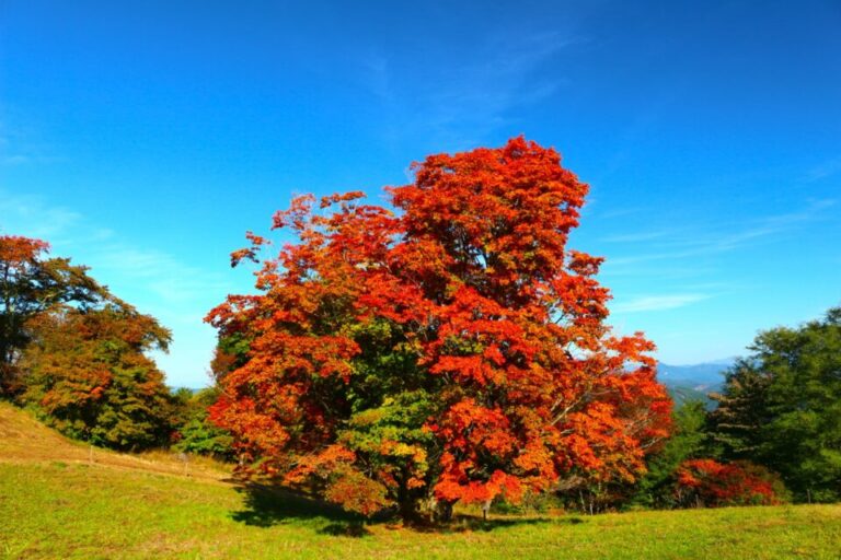 安曇野　紅葉