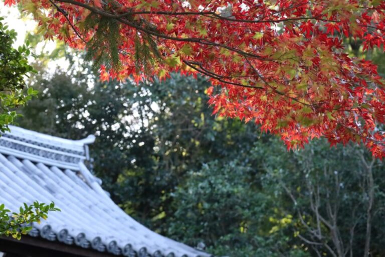 東福寺　紅葉