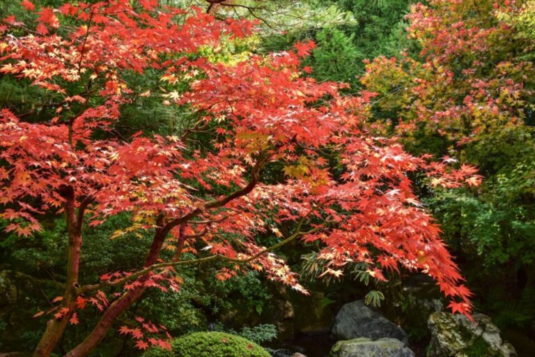 足立美術館　紅葉