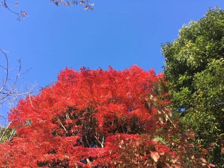 白鳥庭園　紅葉