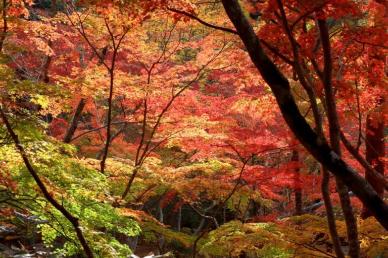 瑞宝寺公園　紅葉