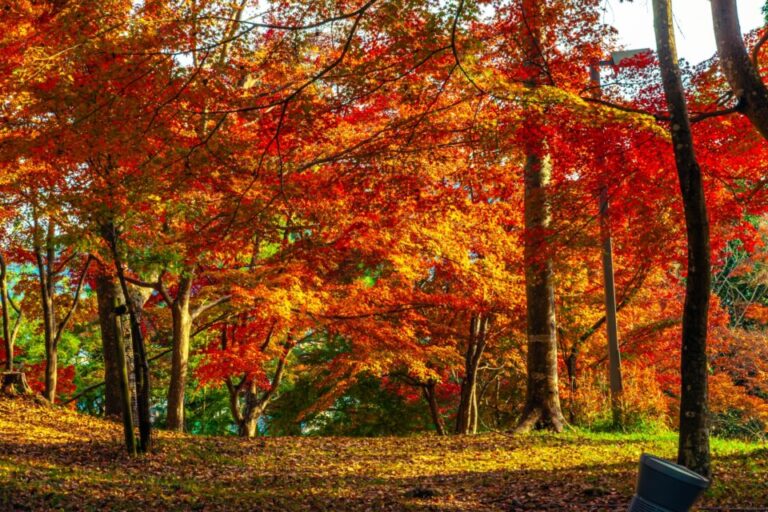 最上山公園　紅葉