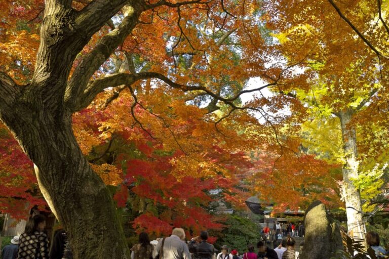 大興善寺　紅葉