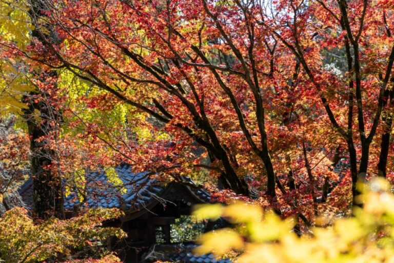 定光寺　紅葉