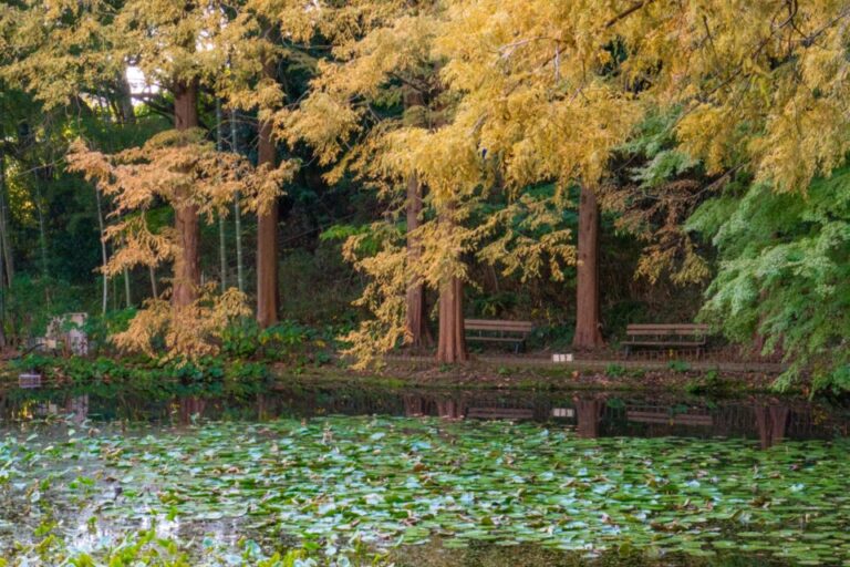 須磨離宮公園　紅葉