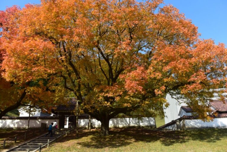 旧閑谷学校　紅葉