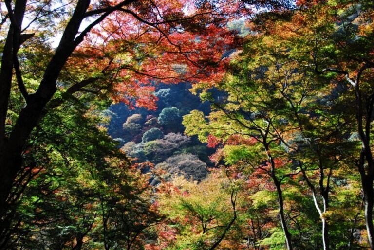 箕面公園　紅葉