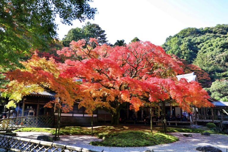 雷山千如寺大悲王院　紅葉