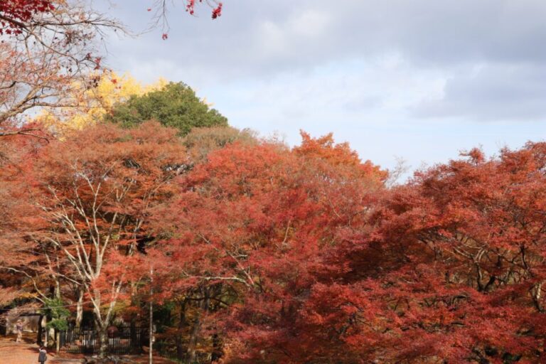 牛滝山　紅葉