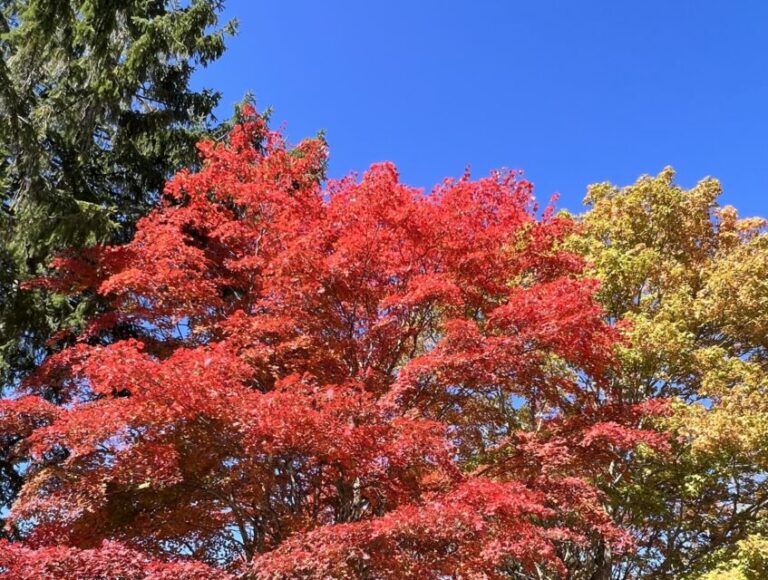 大田黒公園　紅葉