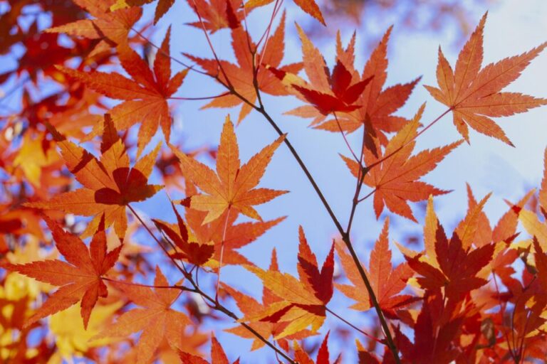 円通寺・丹波　紅葉