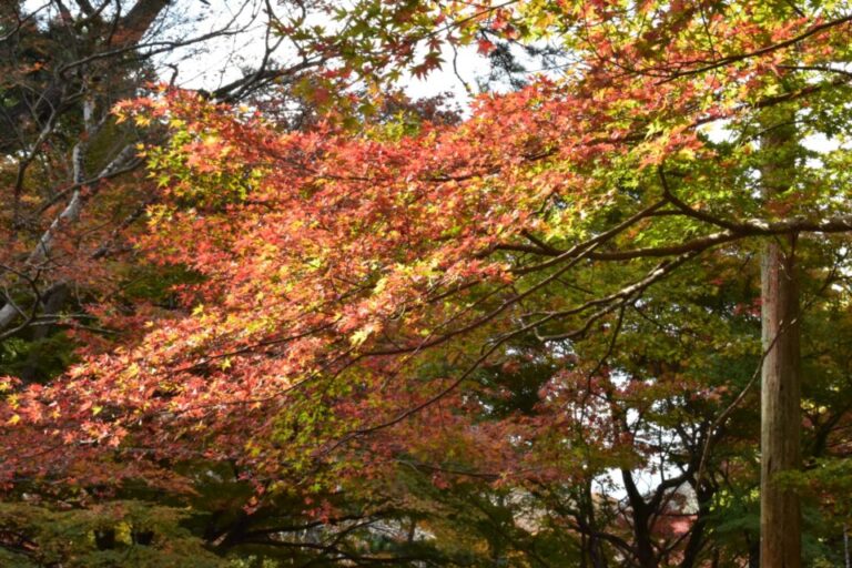 日比谷公園　紅葉