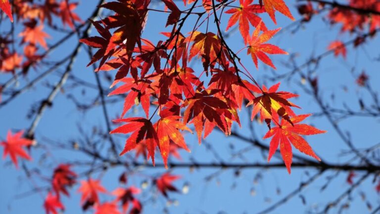 徳川園　紅葉