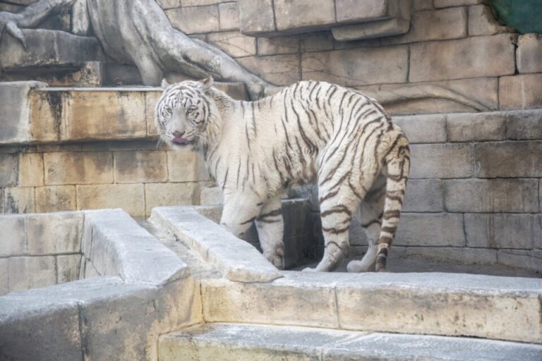 東武動物公園　イルミネーション