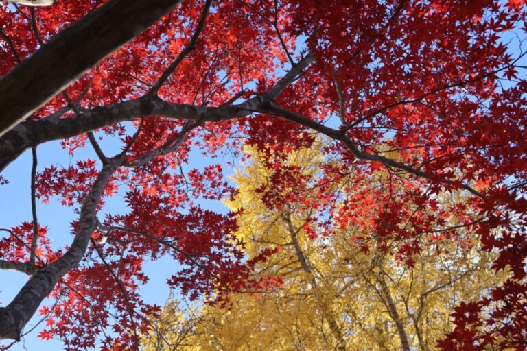 宮妻峡と水沢もみじ谷　紅葉